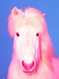 The Sexy Horse - Limited Edition