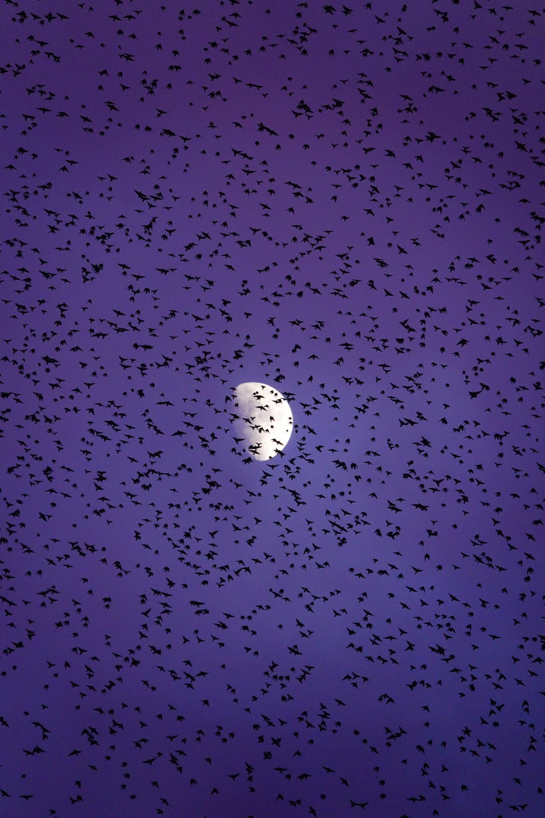 Murmurations 6 - Limited Edition