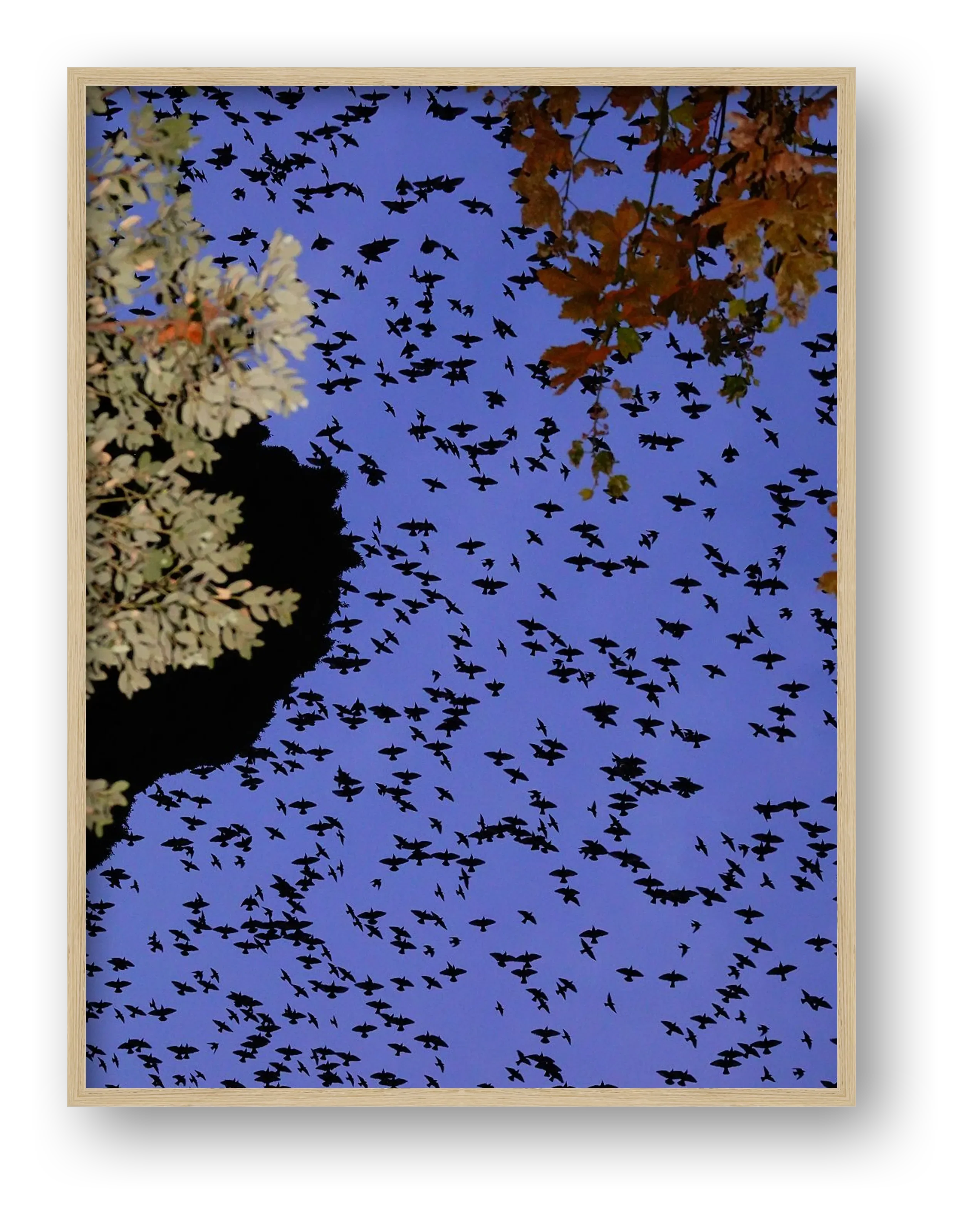 Murmurations 1 Limited Edition  — framed