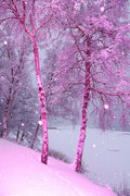 Pinkturesque - Limited Edition