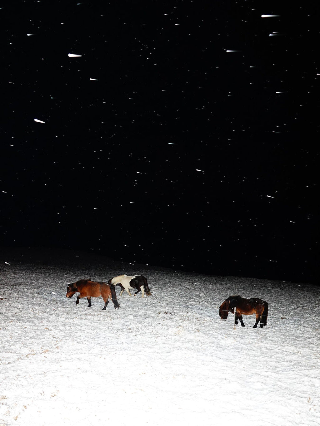 Three Horses in a Snowstorm, fine art photograph by Sasha Elage, Magic Island collection