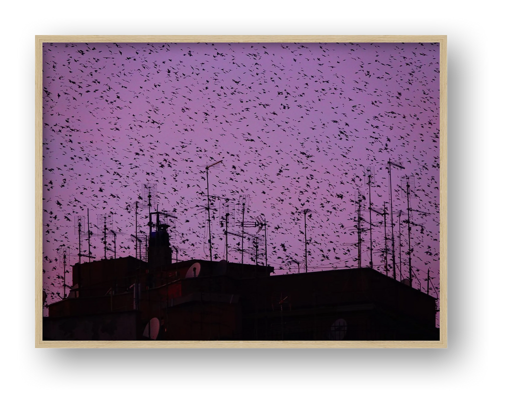 Murmurations 5-Limited Edition — framed