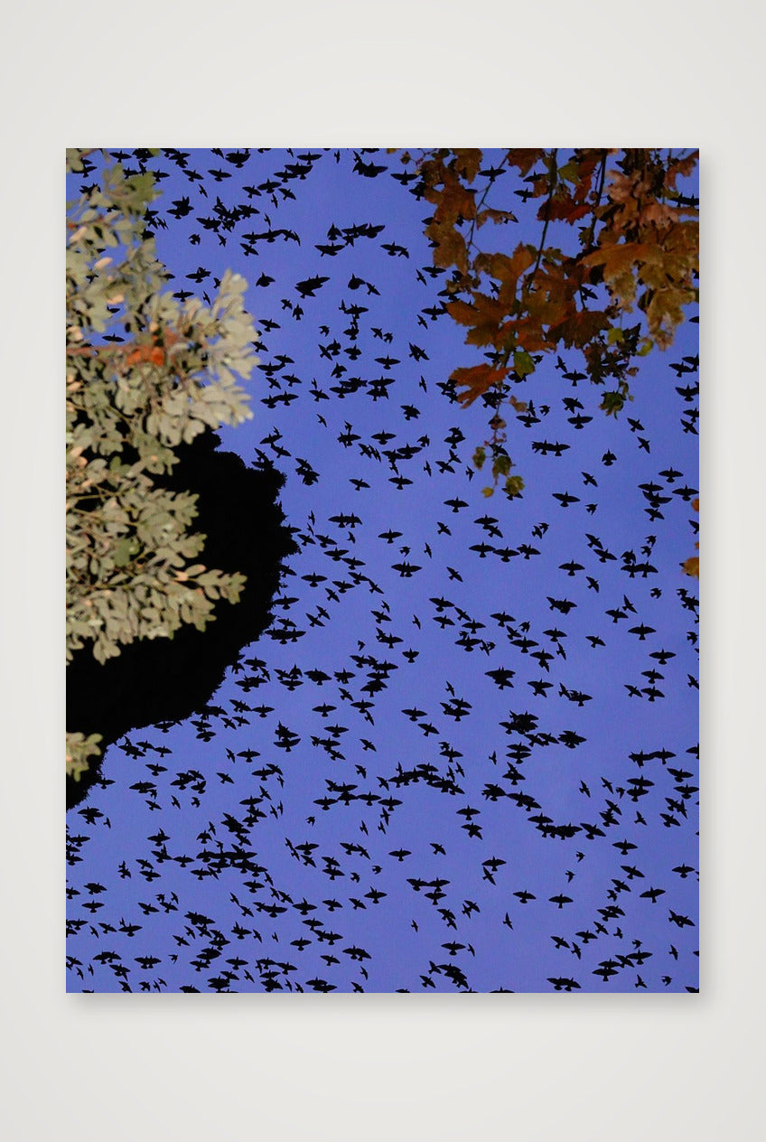 Murmurations 1 Limited Edition  — 60×80cm, 24×31" Print only