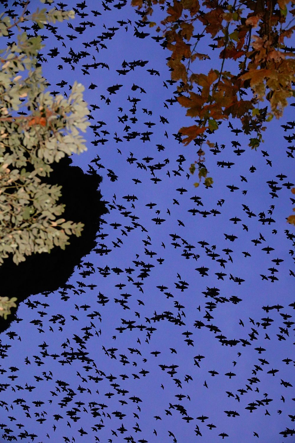 Murmurations 1 Limited Edition 