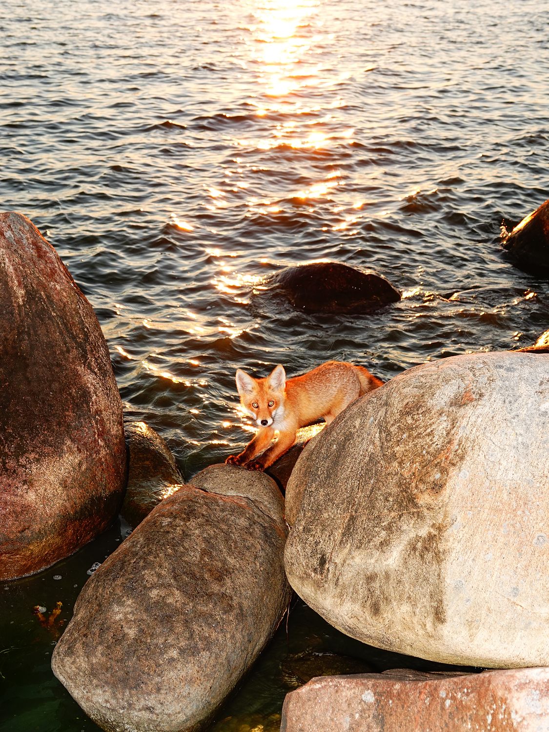 Fox and a Sunset - Limited Edition