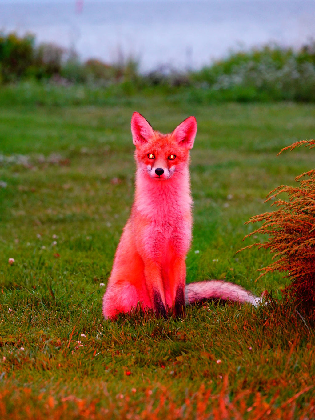 His Royal Pinkness - Framed Canvas
