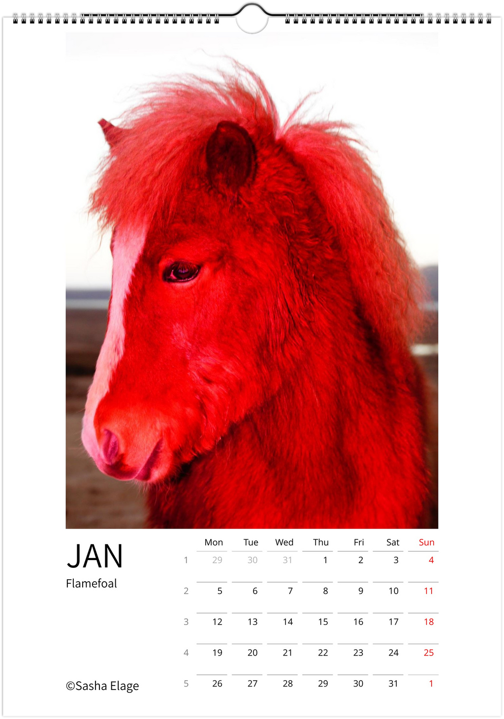 Icelandic Horses 2026 Calendar