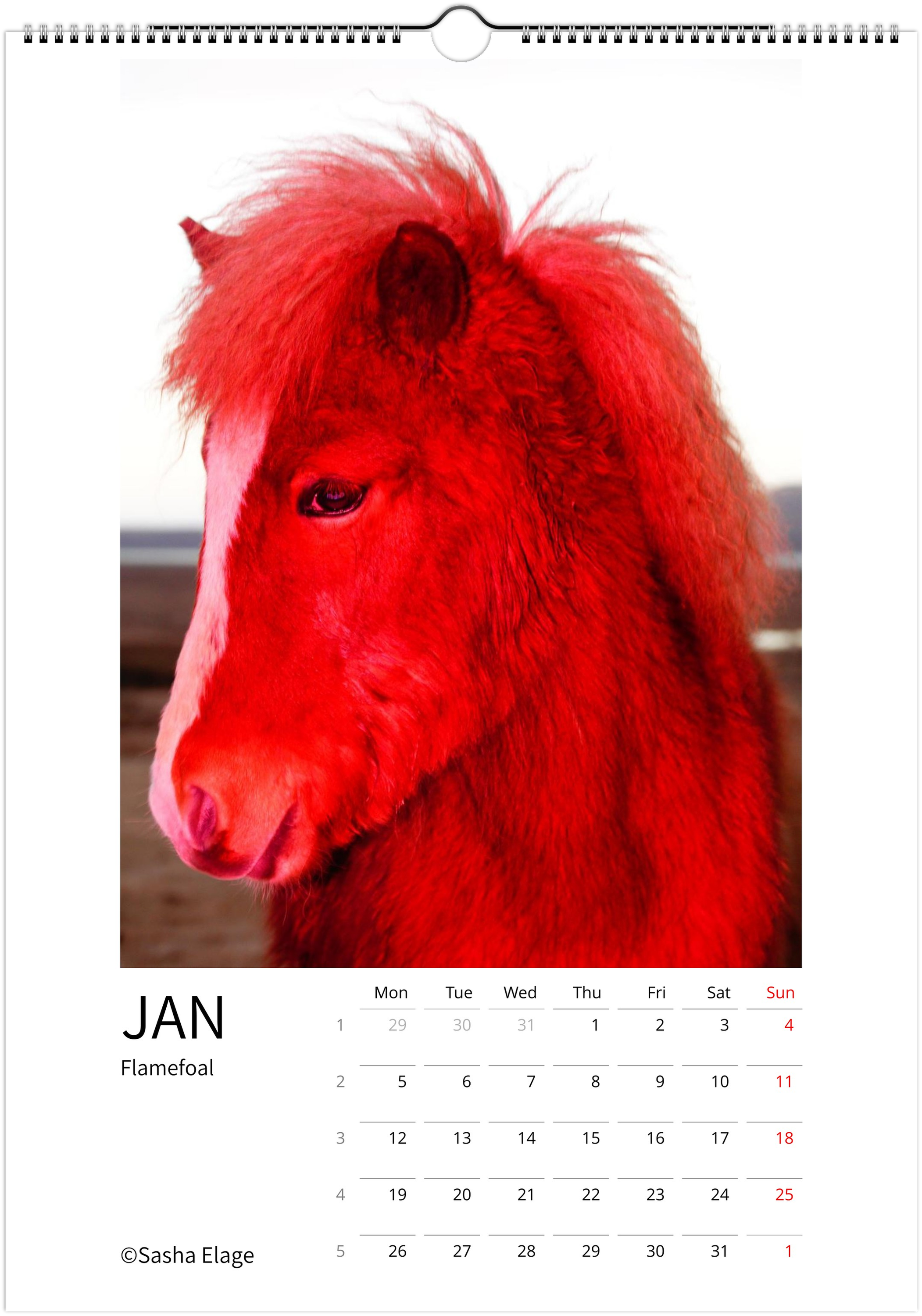 Icelandic Horses 2026 Calendar