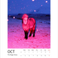 Magic Horses 2026 Calendar