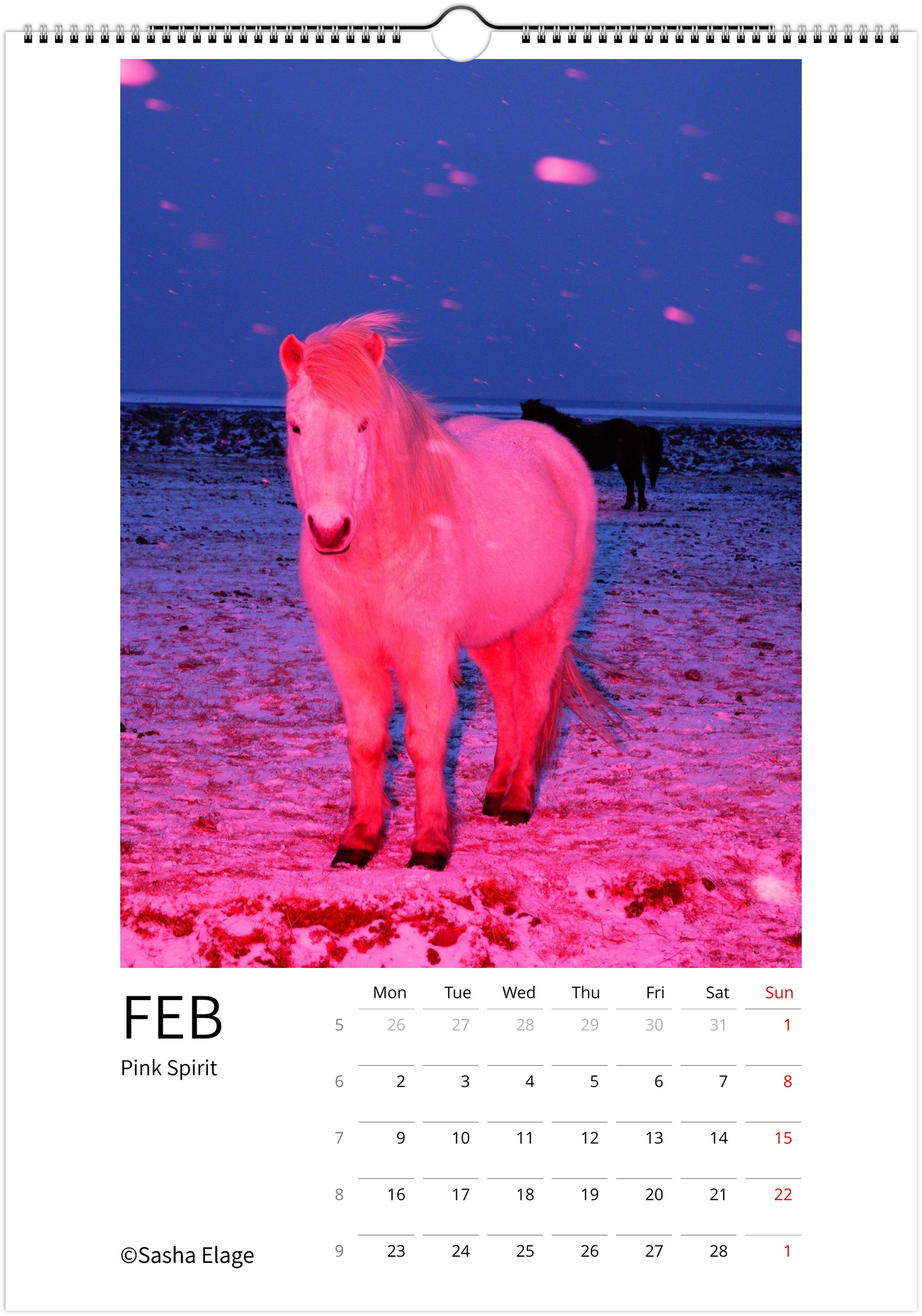 Icelandic Horses 2026 Calendar