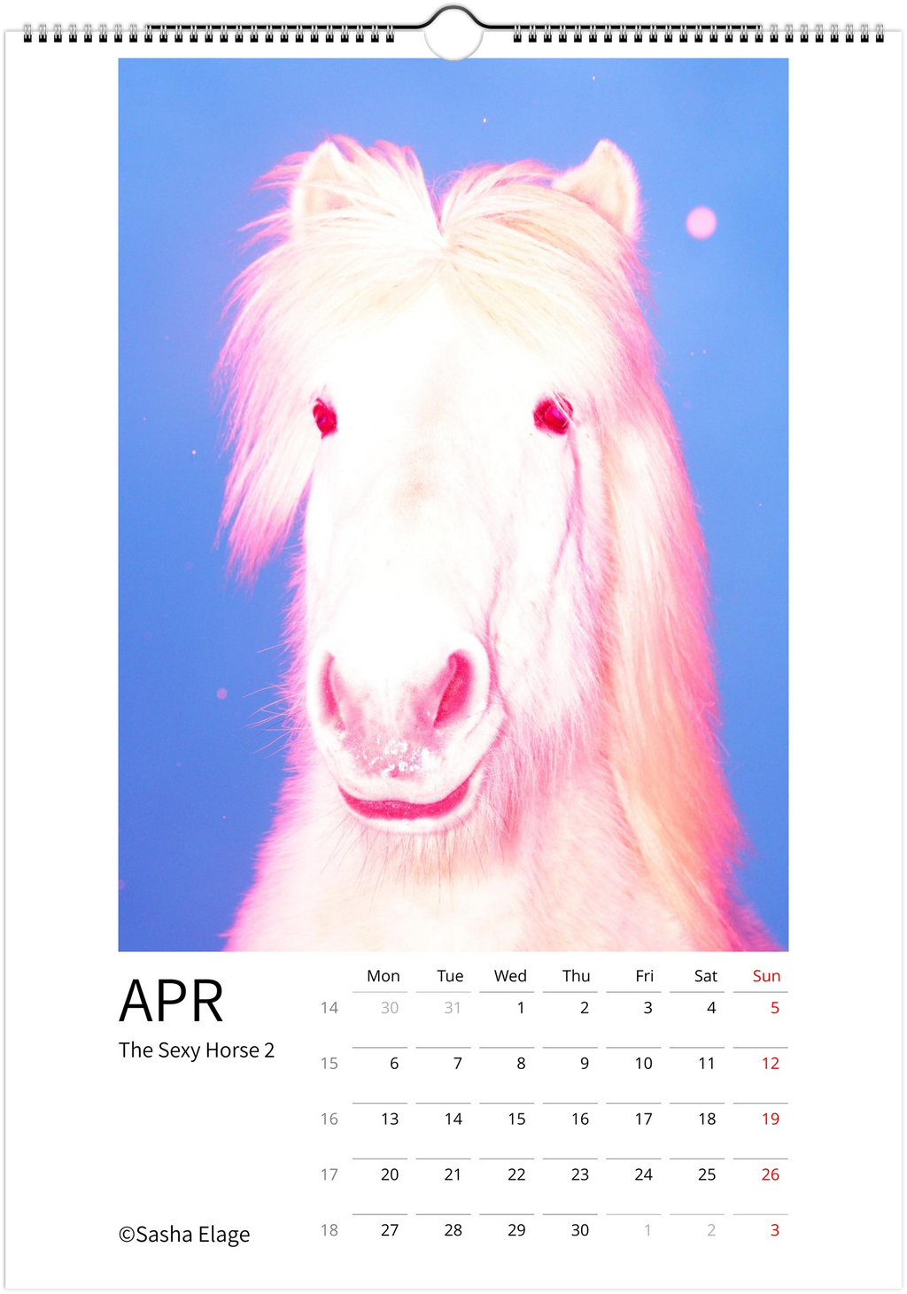 Icelandic Horses 2026 Calendar