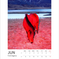 Magic Horses 2026 Calendar