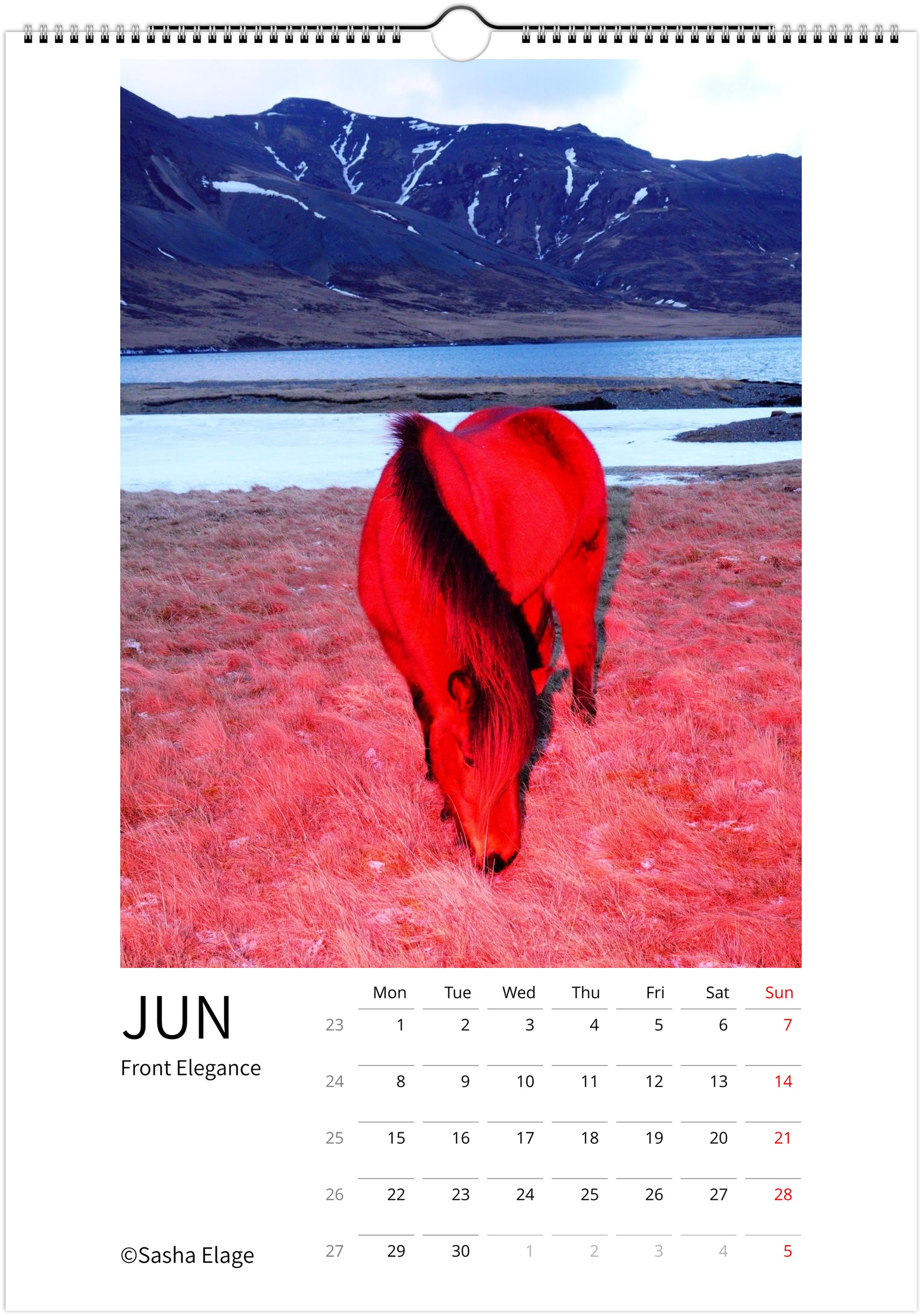 Icelandic Horses 2026 Calendar