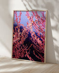 Pink Spring - Limited Edition