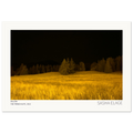 Yellow, fine art photograph by Sasha Elage, The Secret Place collection