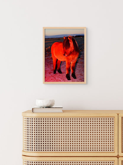 Red horse with a fringe